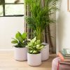 indoor pot set