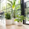 Large Indoor plant pots in living room
