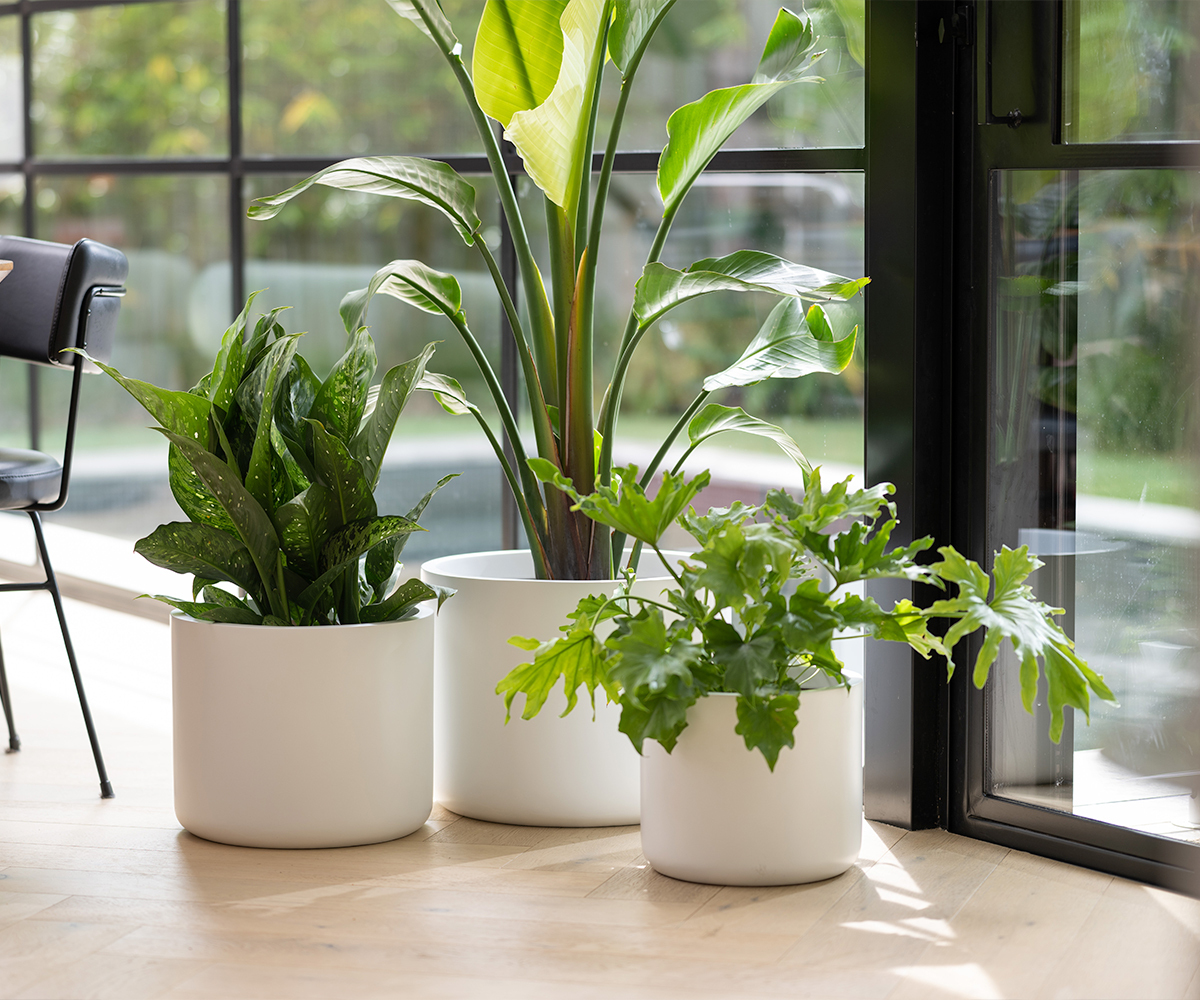 White pot plants in a sunny living room
