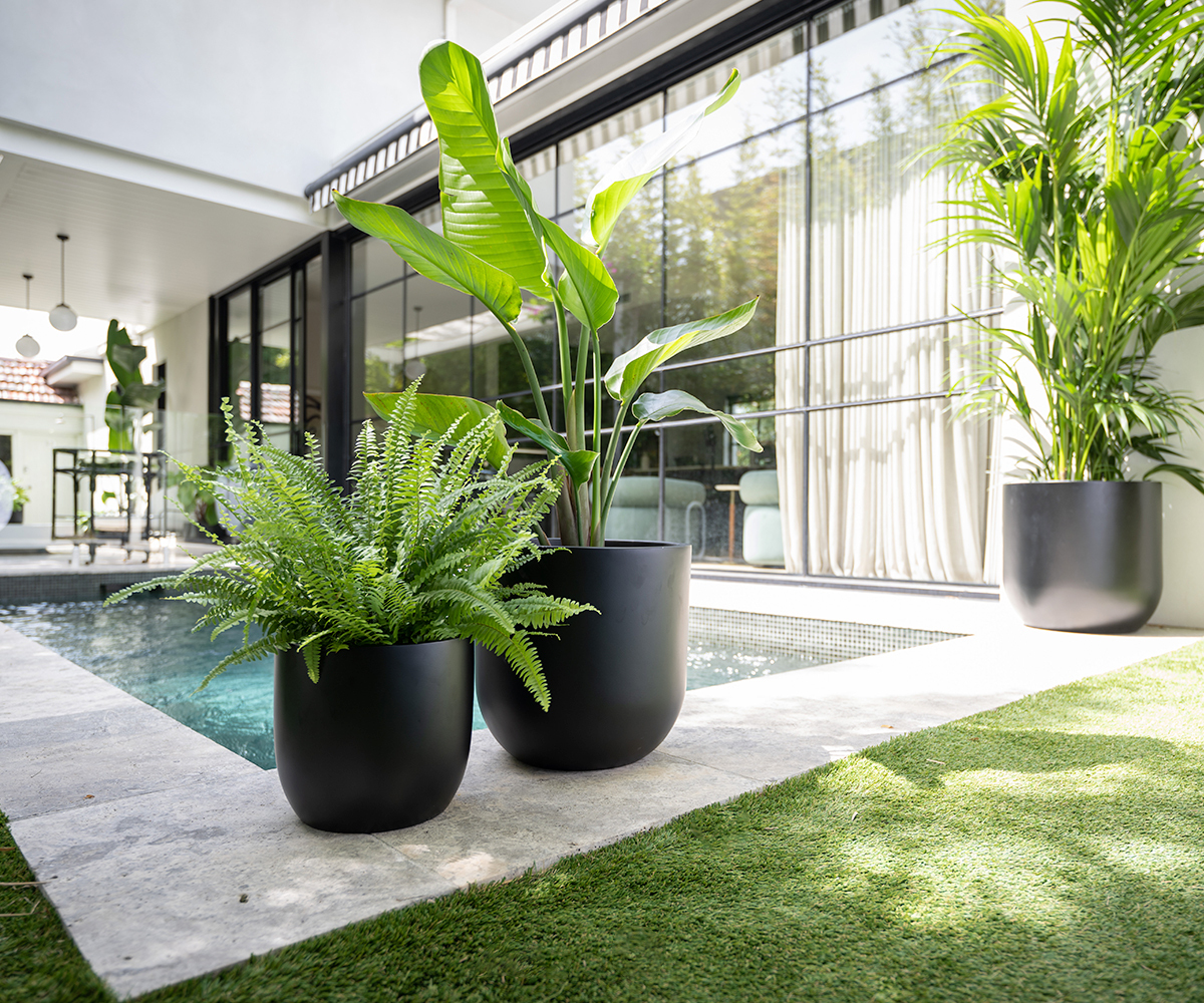 large black pot plants by indoor pool