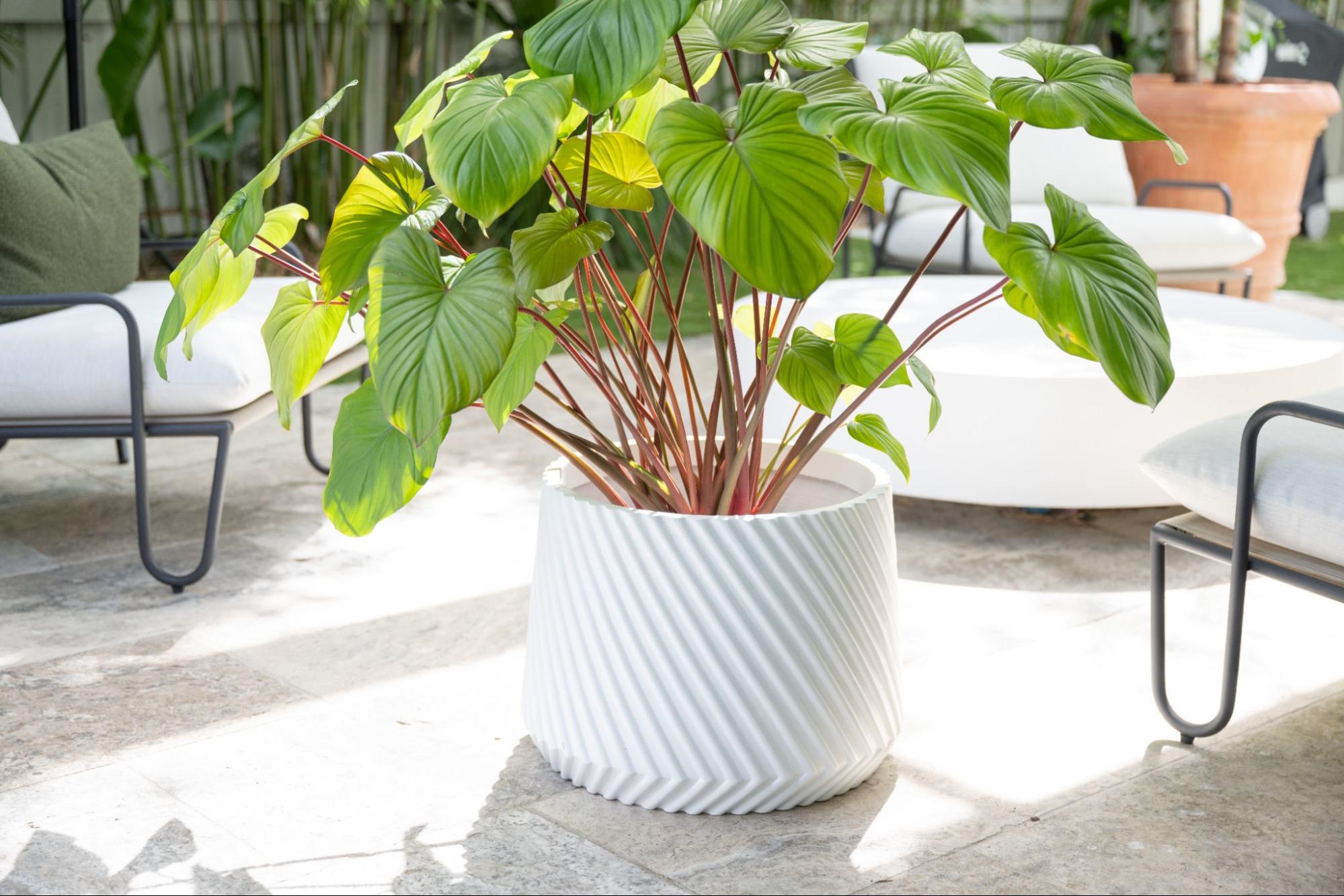 Are Fibreglass Plant Pots Better Than Poly Stone?