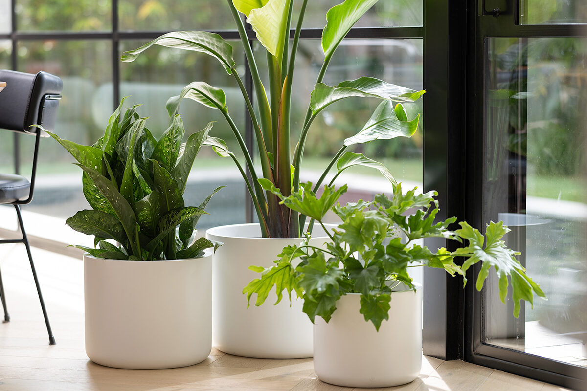 White Pot Plants In A Sunny Living Room